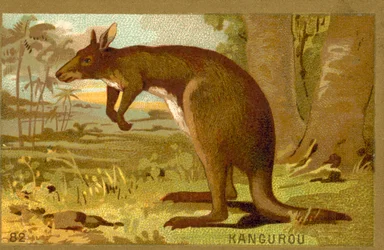 Kangaroo